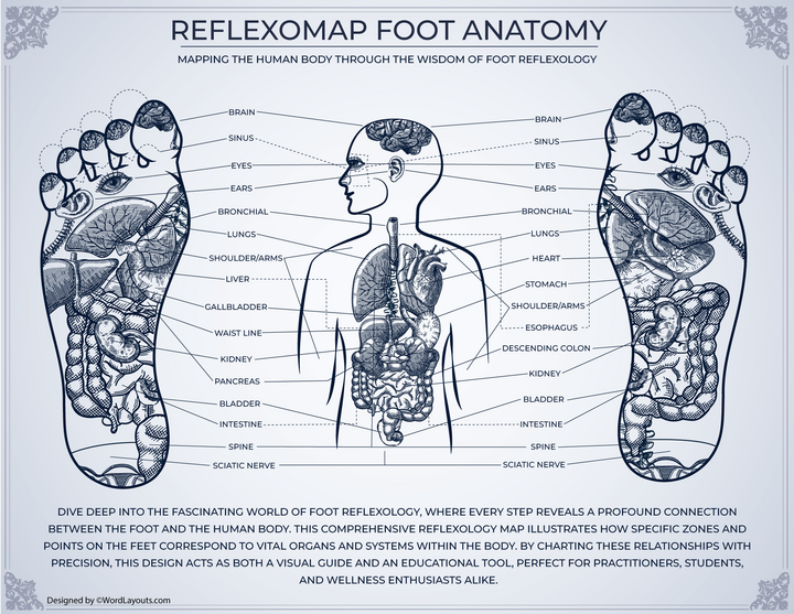 Foot Reflexology Organ Pathways Chart - WordLayouts
