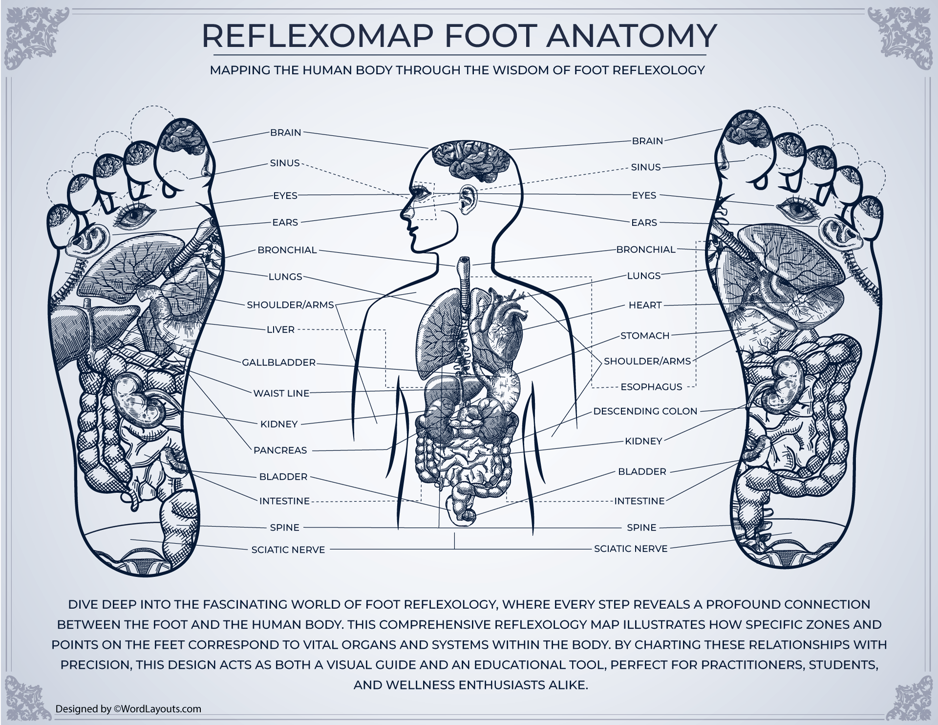Anatomical Foot Body Reflexology Connection Chart WordLayouts Anatomical Foot Body Reflexology Connection 12 86eqqgbx2