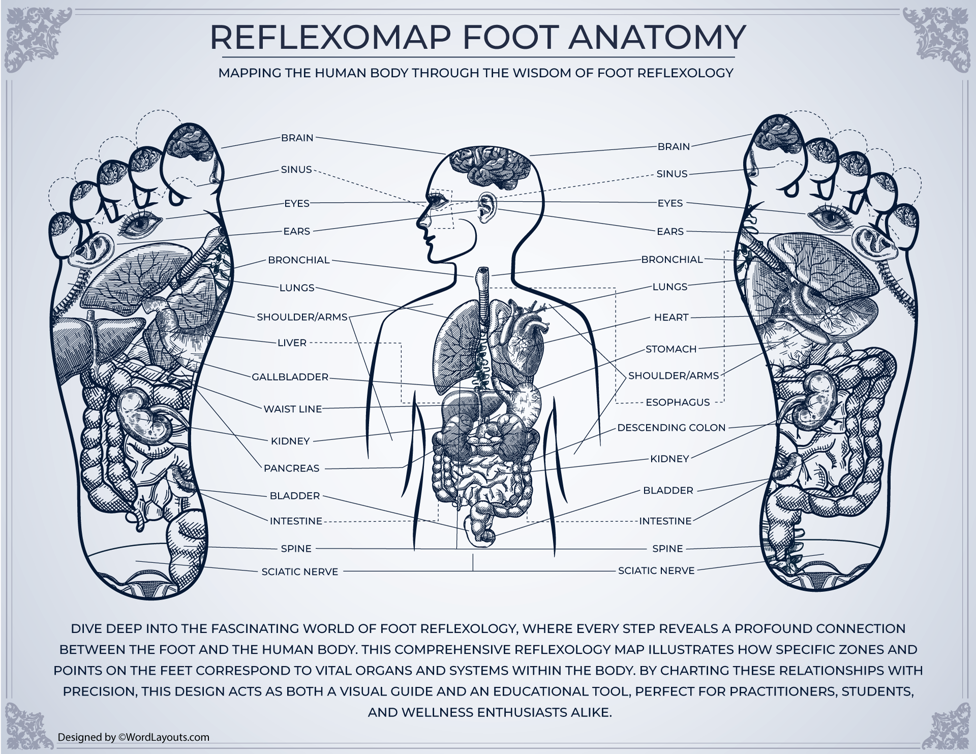 Printable Foot Reflexology Charts WordLayouts Printable Foot Reflexology Charts WordLayouts