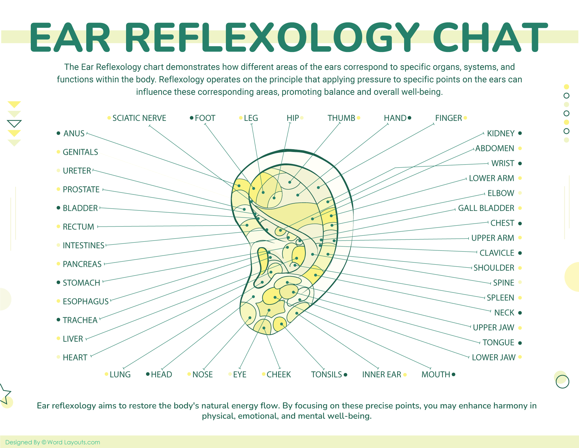 Face Reflexology Chart (Points and Labels) - WordLayouts