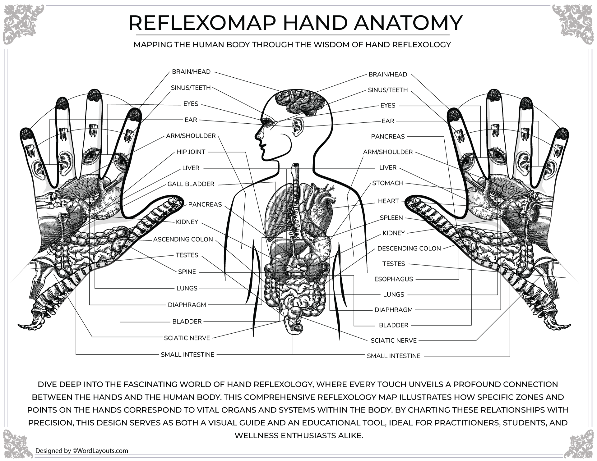 Hand Reflexology and Body Comparison - WordLayouts